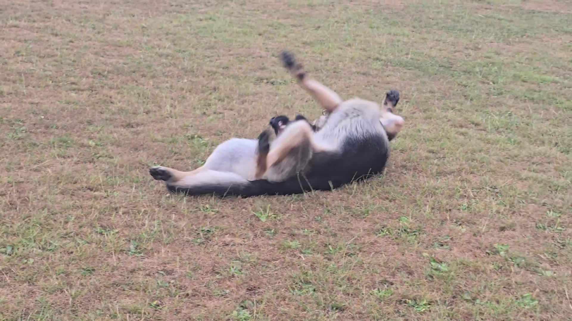 German Shepherd dogs for stud: German Shepherd for Stud - Video 2