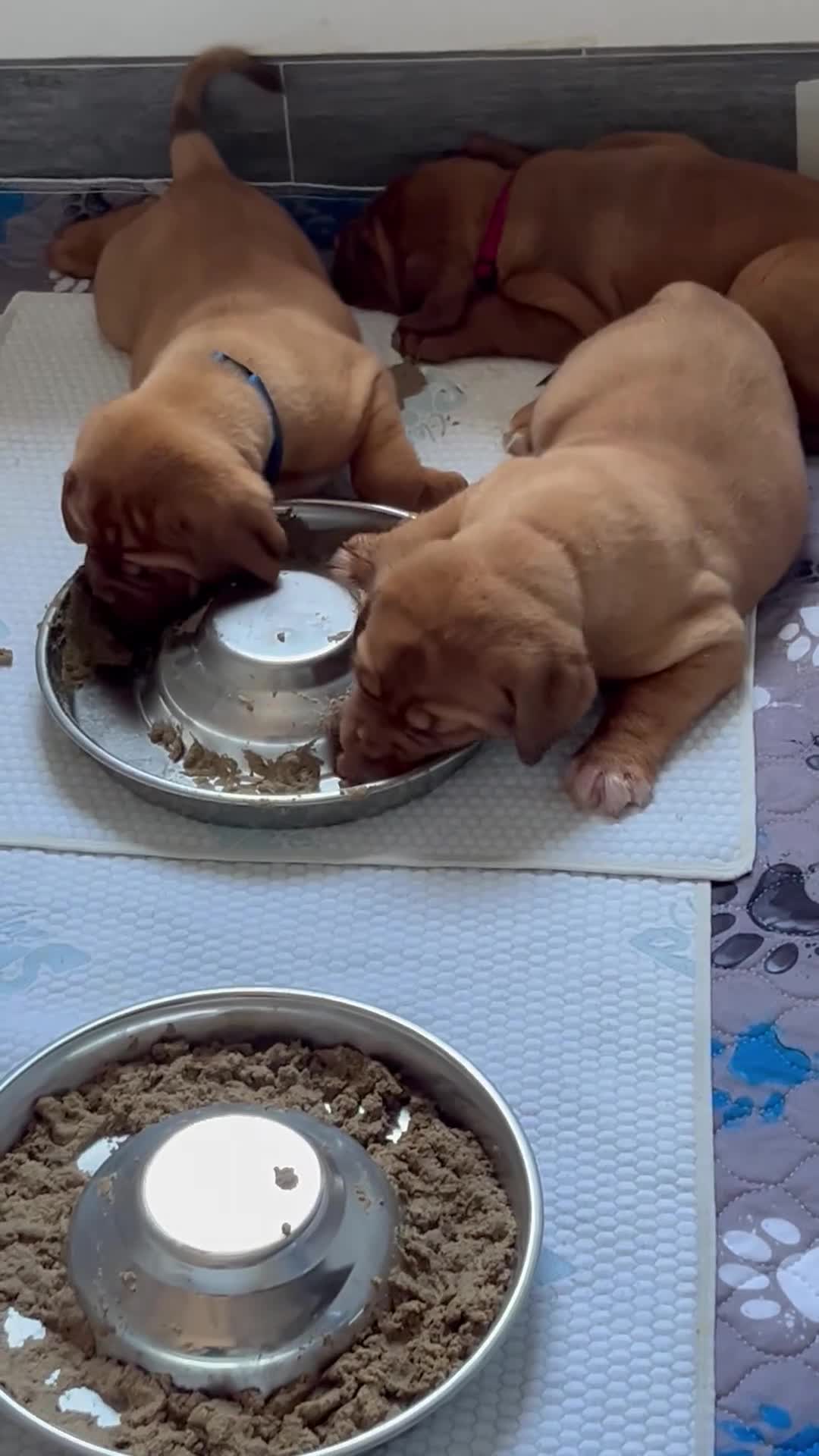 Dogue De Bordeaux dogs for sale: Exceptional KC Dogue de Bordeaux Puppies - Video 1