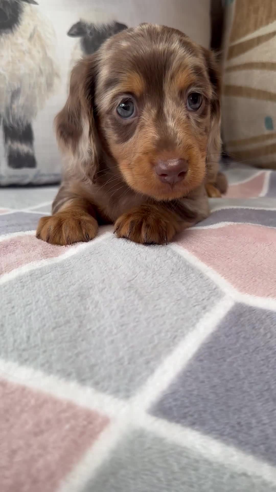 Miniature Dachshund dogs for sale: Miniature Long haired Daschund’s 🐶 - Video 2