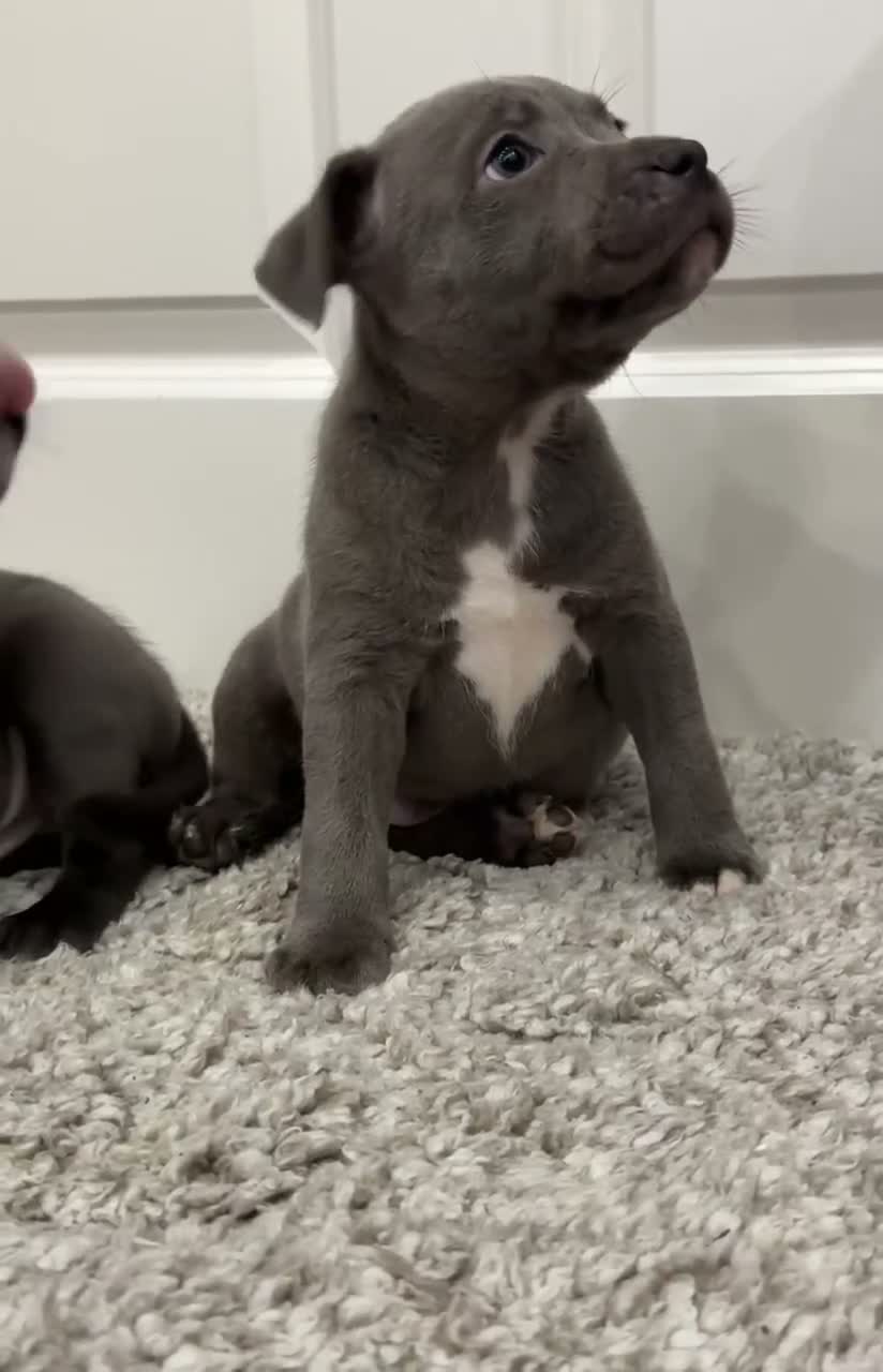 Staffordshire Bull Terrier dogs for sale: ‼️ Fully Vaccinated Males Available - Video 1