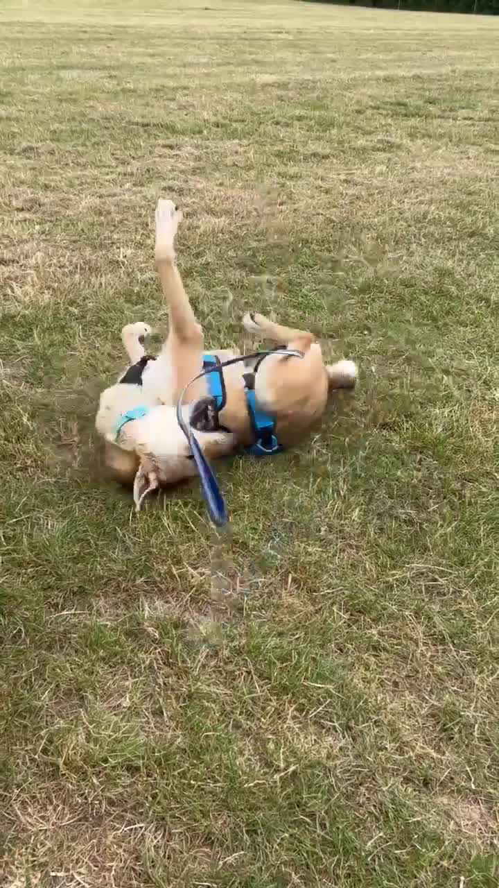 Mixed Breed dogs for adoption: MARLEY - FOR ADOPTION  in Basingstoke - Video 1