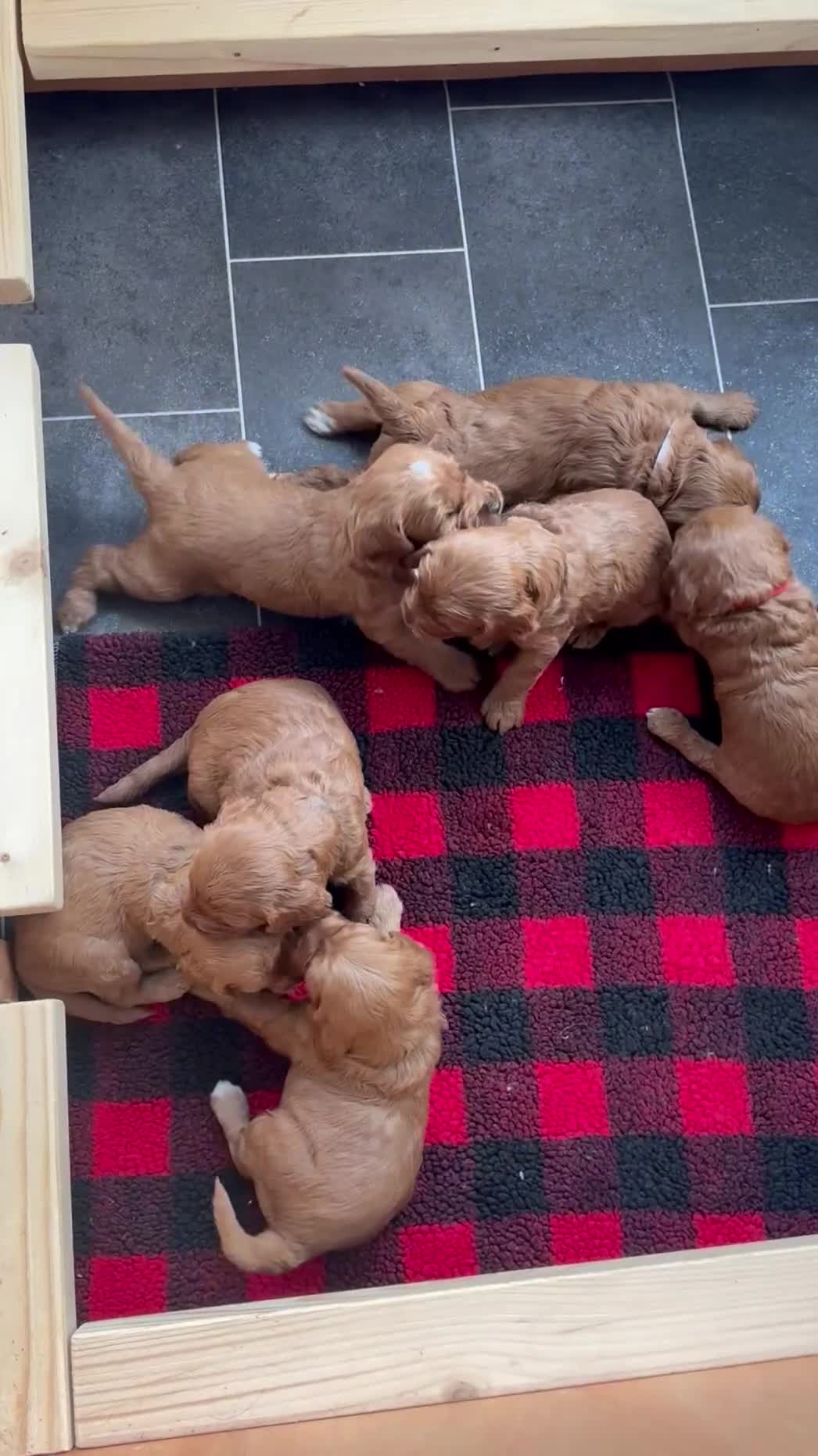 Cavapoochon dogs for sale: Last one - Mr Green looking for his forever family - Video 1