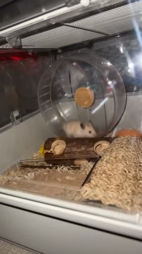 Hamster rodents for sale: Male Syrian Hamster. OPEN TO OFFERS - Video 1