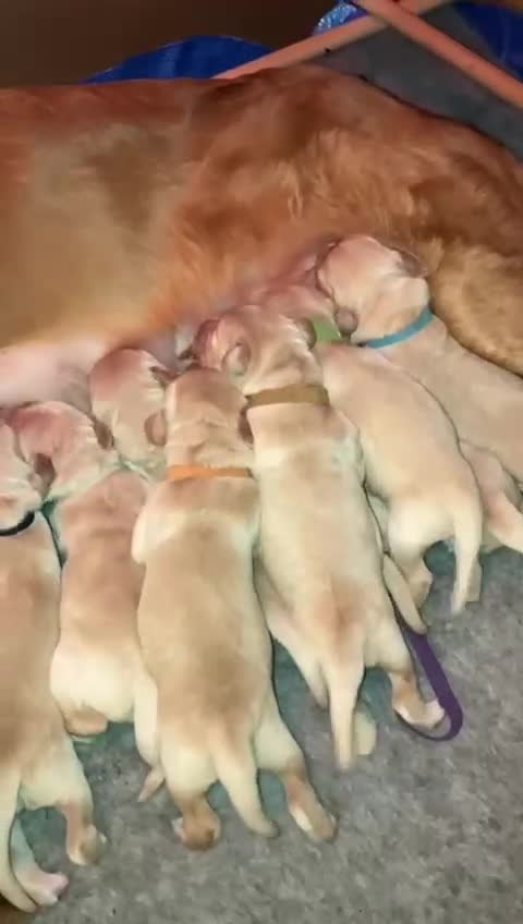 Golden Retriever dogs for sale: Gorgeous Goldies! Golden Retriever Puppies  - Video 3