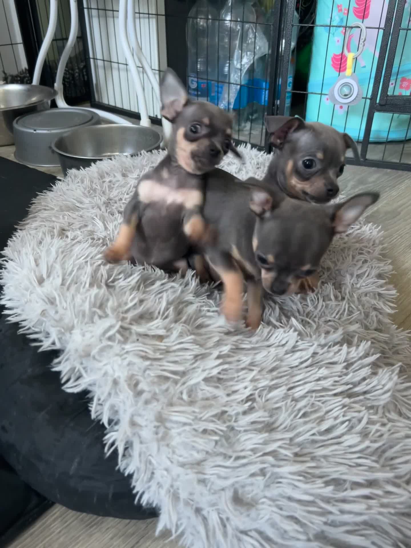 Chihuahua dogs for sale: Beautiful blue tri chihuahua puppies ready now - Video 2