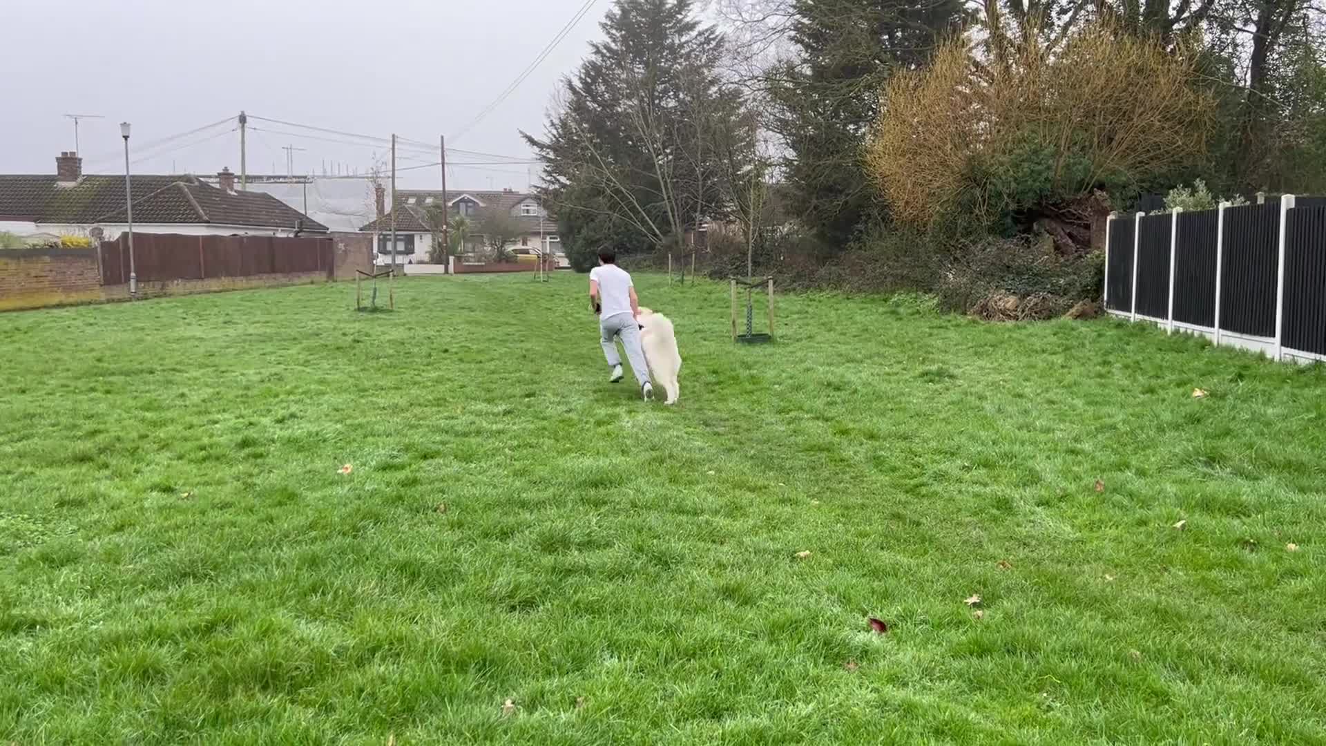 Pyrenean Mountain Dog dogs for sale: 9 Months Old Pyrenees - Video 1