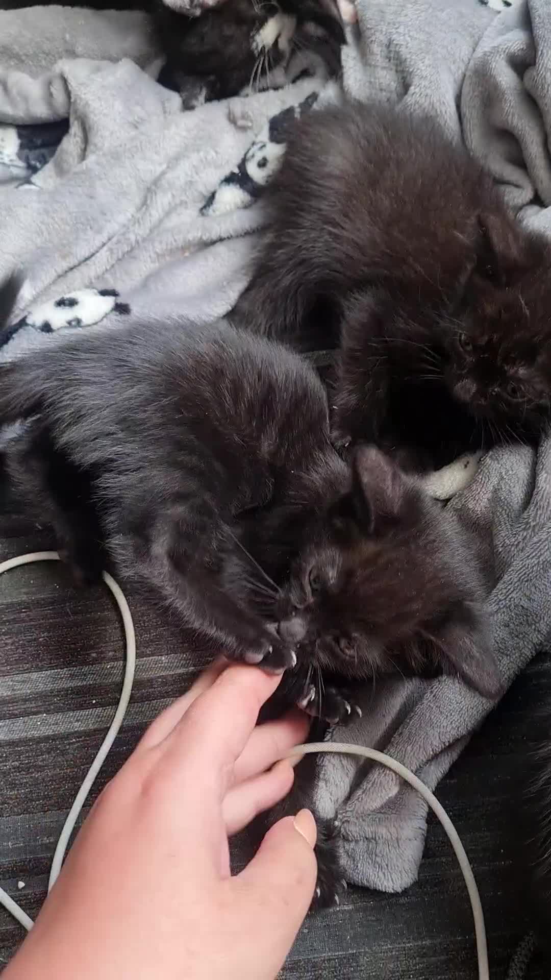 Mixed Breed cats for sale: 3 girls 2 boys kittens ready now  - Video 1