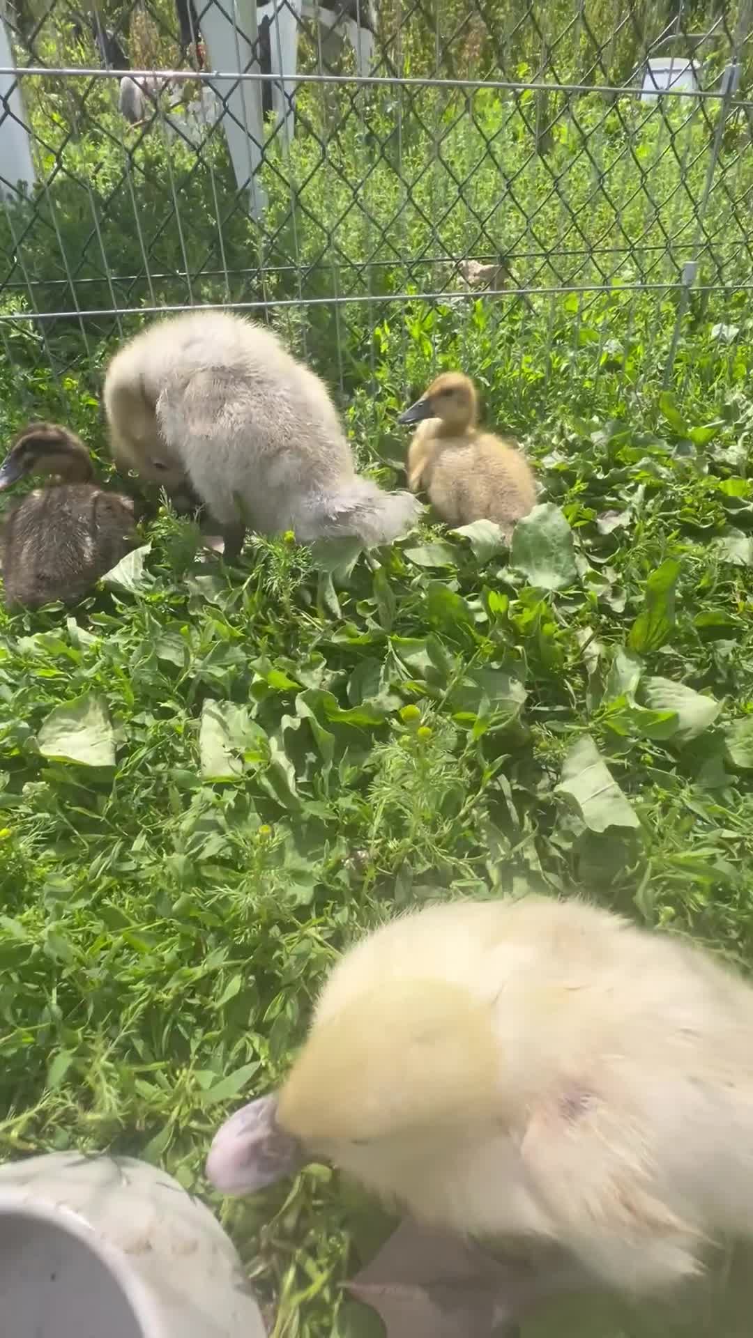 Ducks poultry for sale: Runner ducks for sale - Video 2