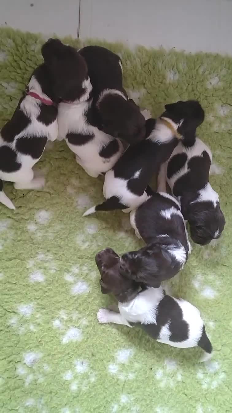 English Springer Spaniel dogs for sale: Health Tested English Springer Spaniel Puppies - Video 1