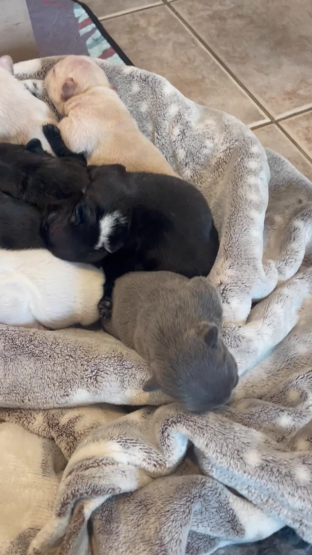 French Bulldog dogs for sale: KC Reg Frenchie Puppies - Video 1