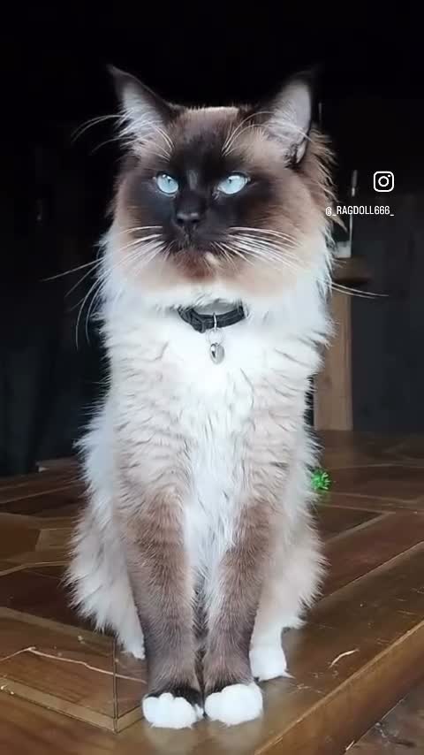 Ragdoll cats for sale: Purebred Ragdoll Kittens  - Video 4