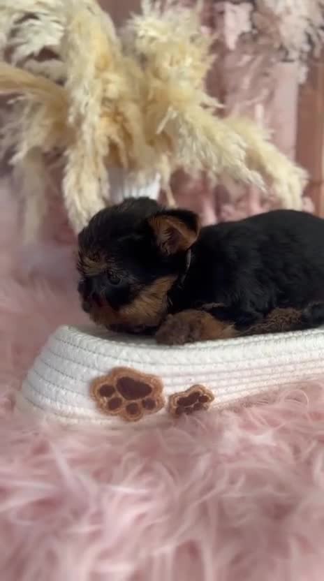 Yorkshire Terrier dogs for sale: Our amazing five pups are fully registered - Video 2