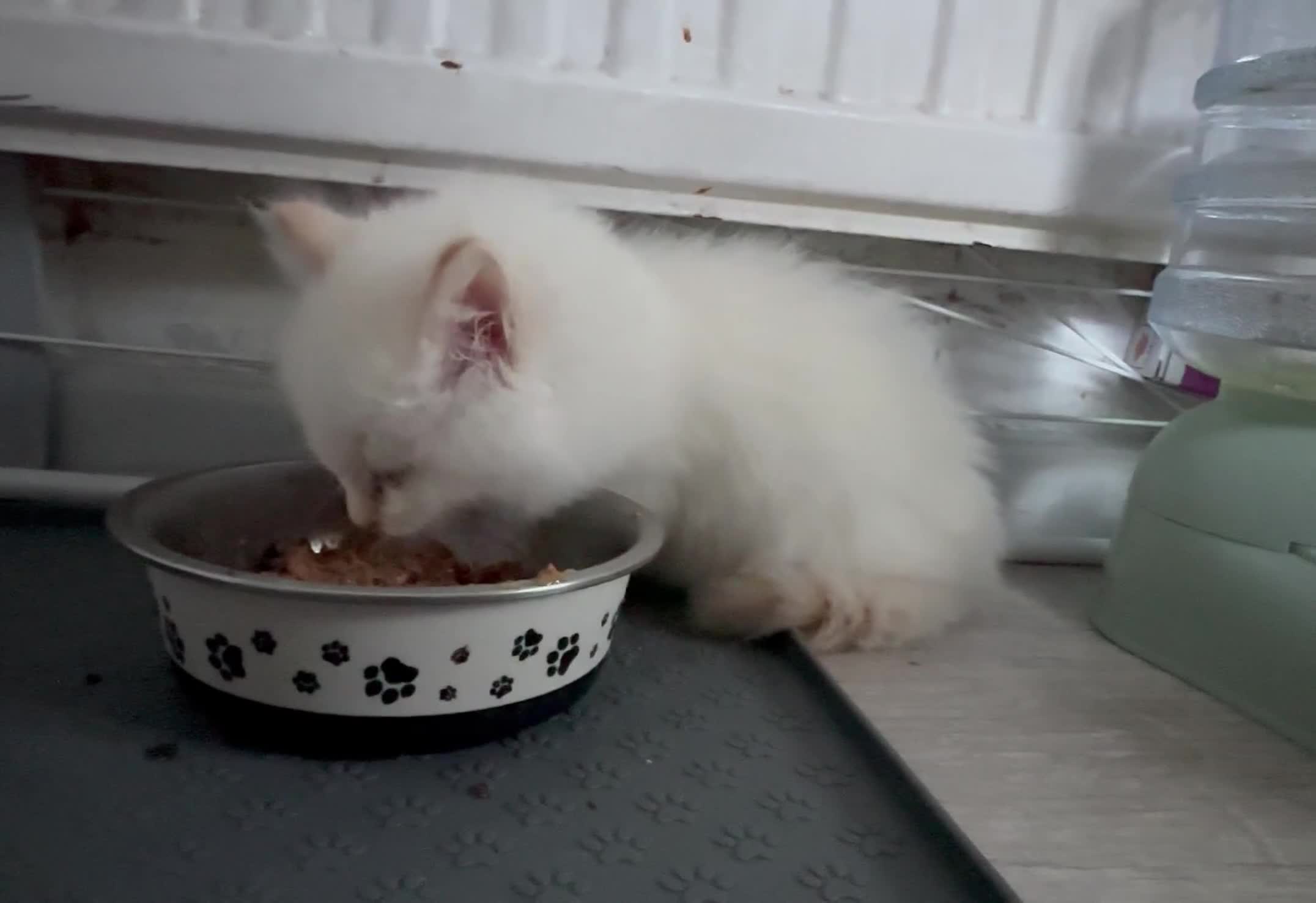 Ragdoll cats for sale: Red flame point Ragdoll - Video 1