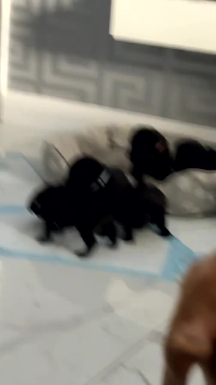 Labrador Retriever dogs for stud: Stud  - Video 4