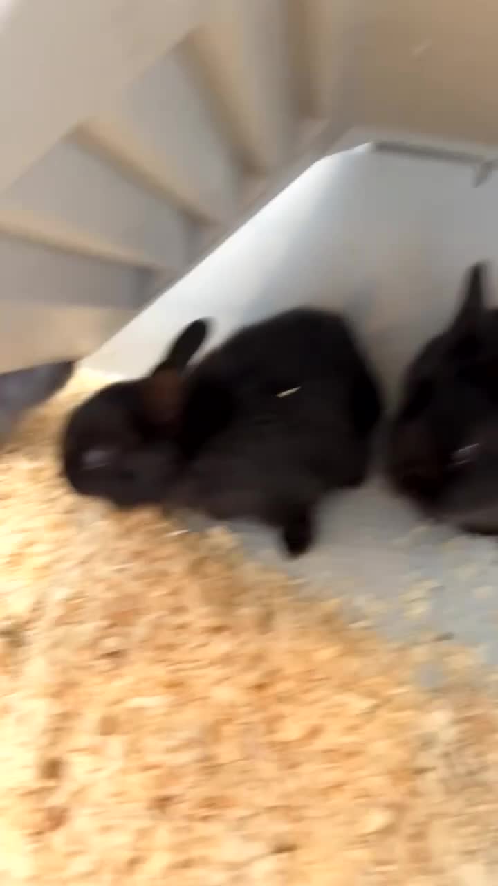 Mini Lop rabbits for sale: Mini lop please read description first - Video 1