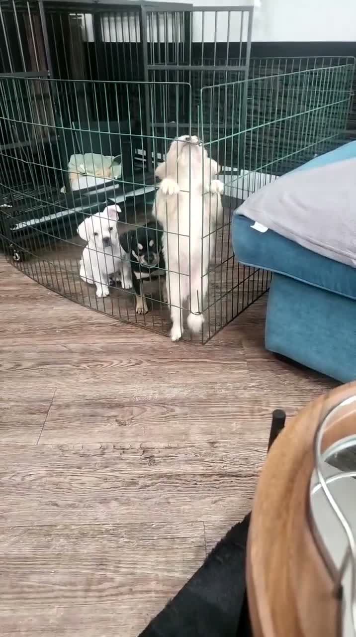 Mixed Breed dogs for sale: 1 cutest female ever and 1 x best male  - Video 2