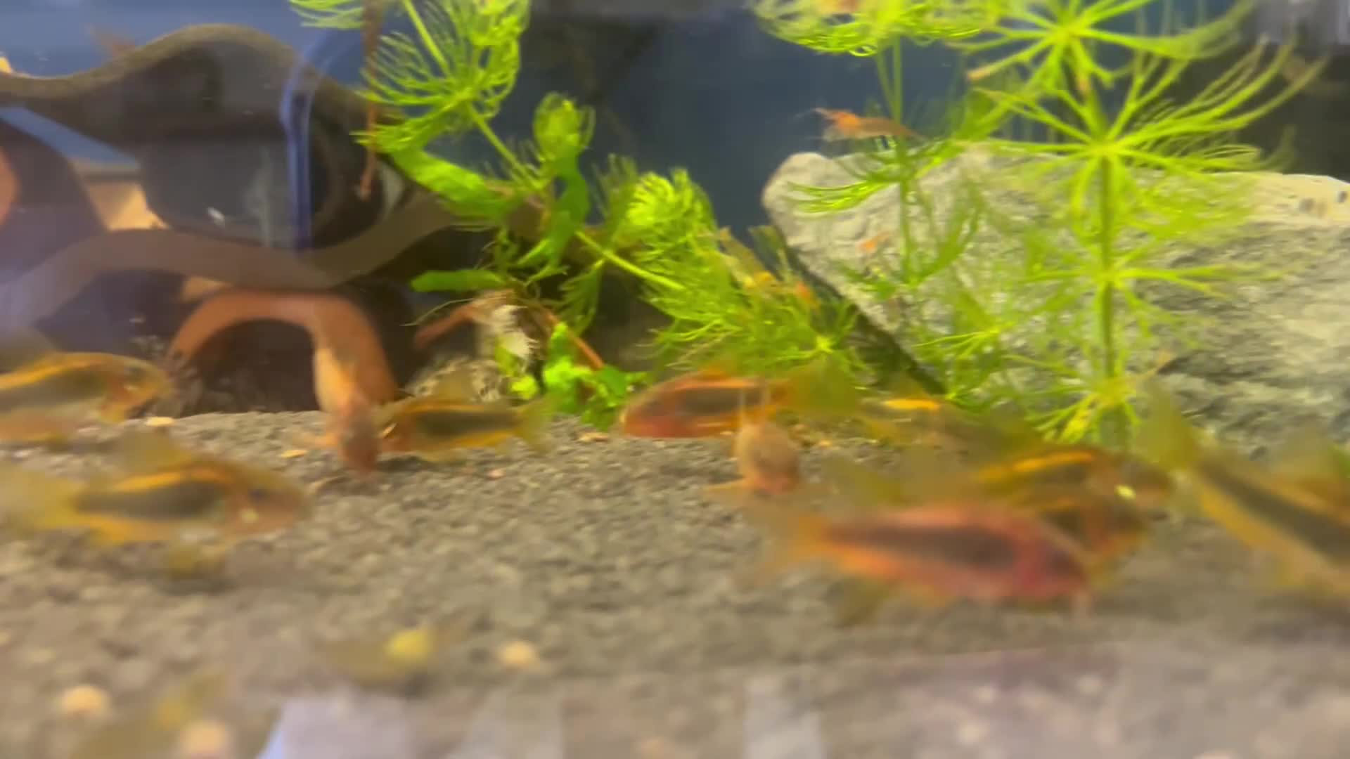 Corys fish for sale: Gold Lazer Corys. £10 - Video 1