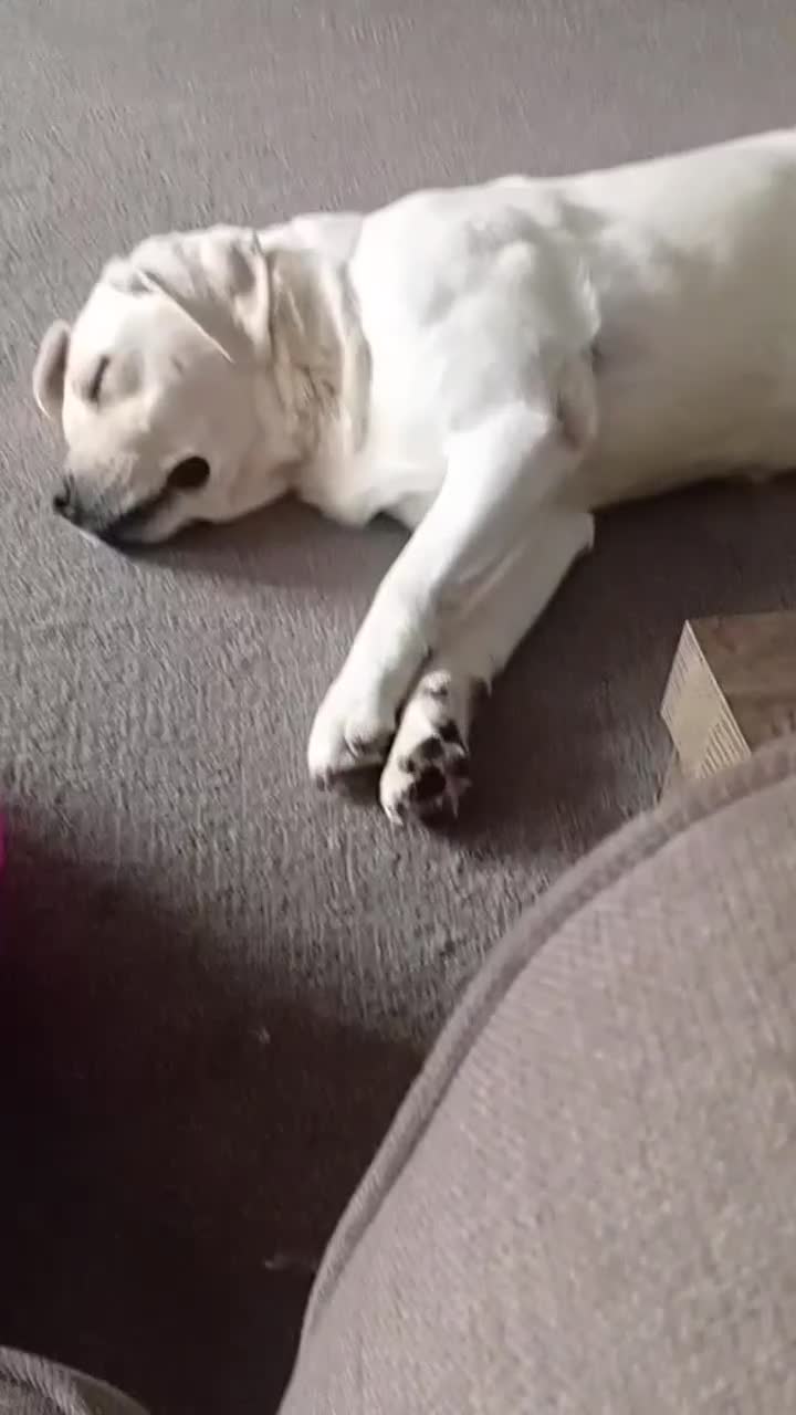 Labrador Retriever dogs for sale: Ava labrador - Video 1