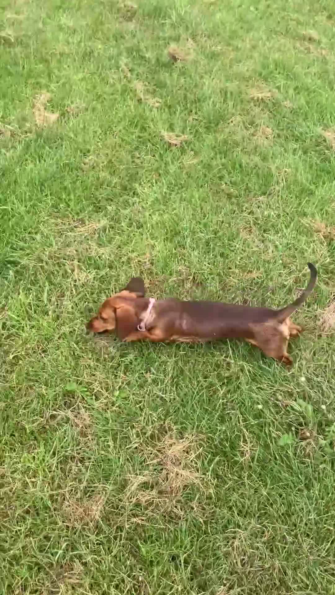Miniature Dachshund dogs for sale: Miniature smooth coated dachshund  - Video 1