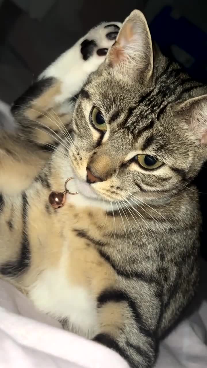 Bengal cats for sale: ✨ Loving Home Wanted for Beautiful Bengal-Tabby ✨ - Video 3