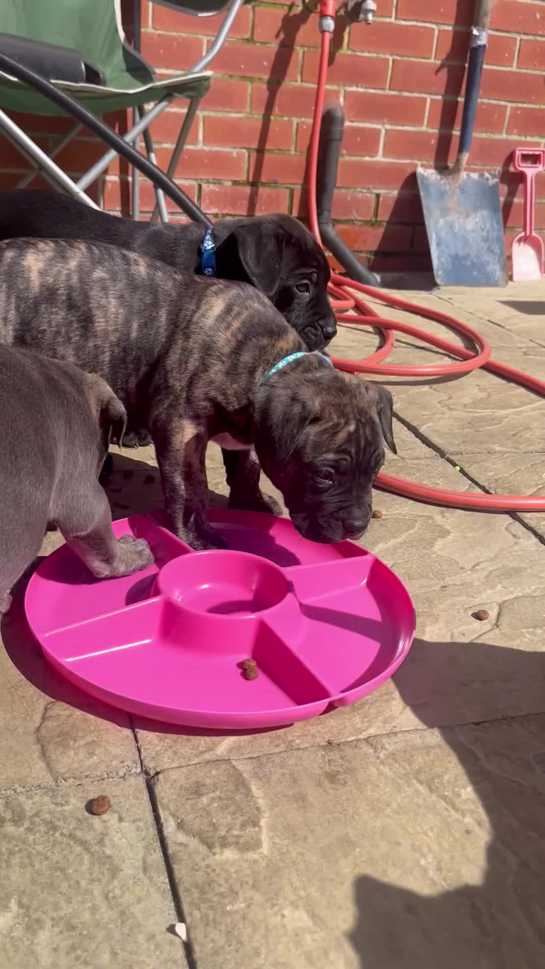 Mastiff dogs for sale: 2 gorgeous mixed mastiff boys left  - Video 3
