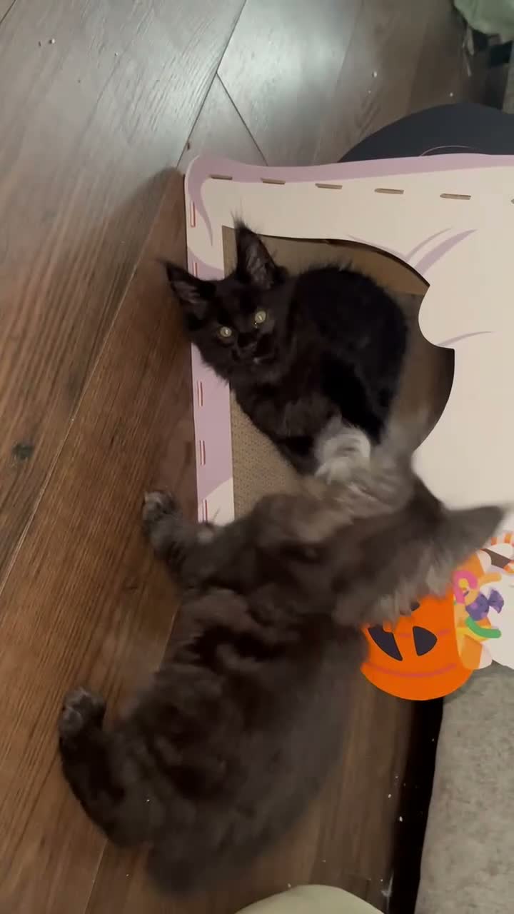 Maine Coon cats for sale: Mulberry’s marvellous creations ❤️ in Lowestoft - Video 3