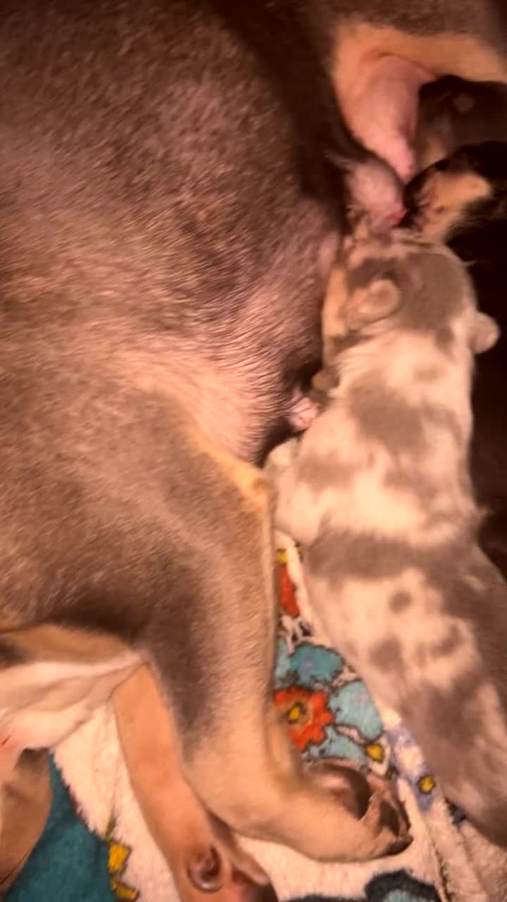 French Bulldog dogs for sale: French Bulldog Mix Fluffy Frenchie - Video 1