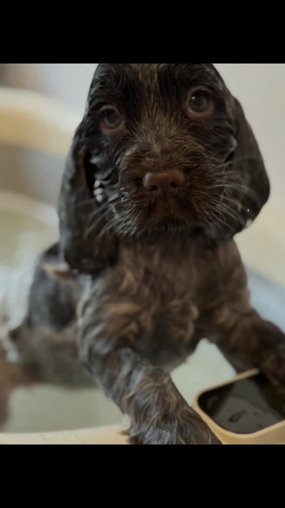 Cocker Spaniel dogs for sale: Show type cocker spaniels 🐶 ready now 🐶 - Video 4