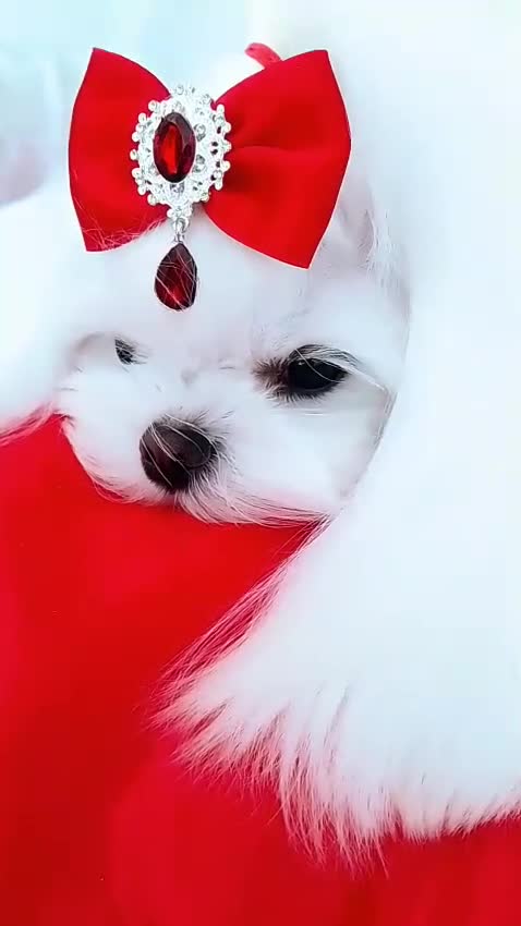Maltese dogs for stud: ❤️health tested Tiny Korean Maltese boy❤️ - Video 1