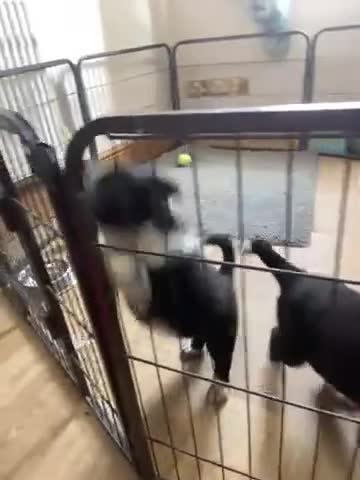 Border Collie dogs for sale: Border collies pups. Parents ISDS registered - Video 1