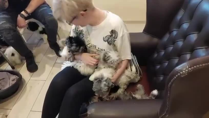 Yorkshire Terrier dogs for sale: Rare Colourful Pedigree Yorkies Certified Breeder - Video 5