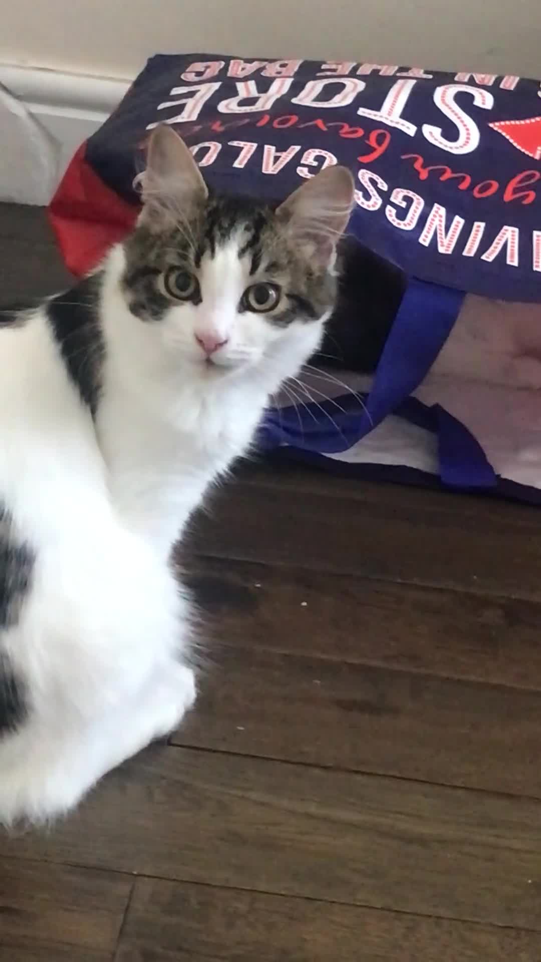 Domestic Shorthair cats for sale: Loving Home Needed for Two Sweet Cats  in Romford - Video 2