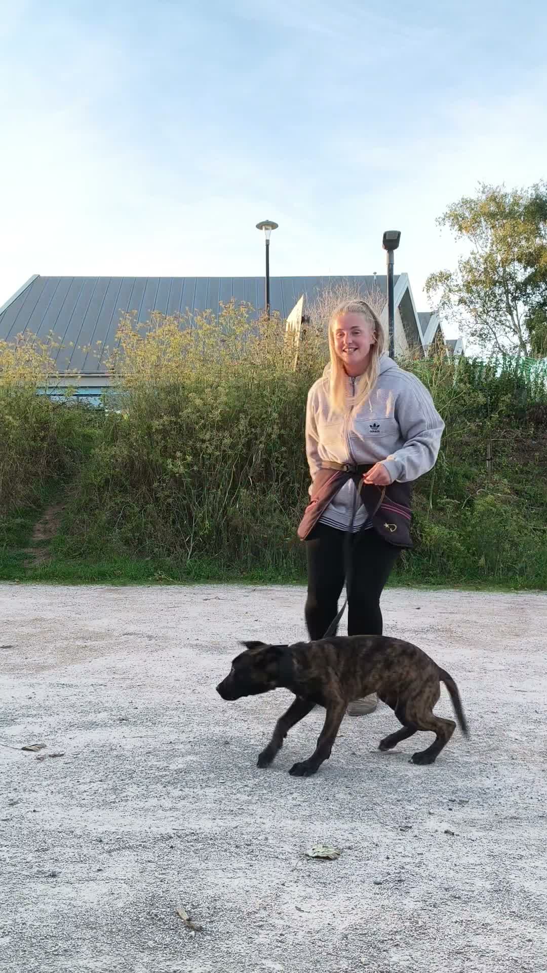 Mixed Breed dogs for sale: Dutch Herder X in Paignton in Paignton - Video 1