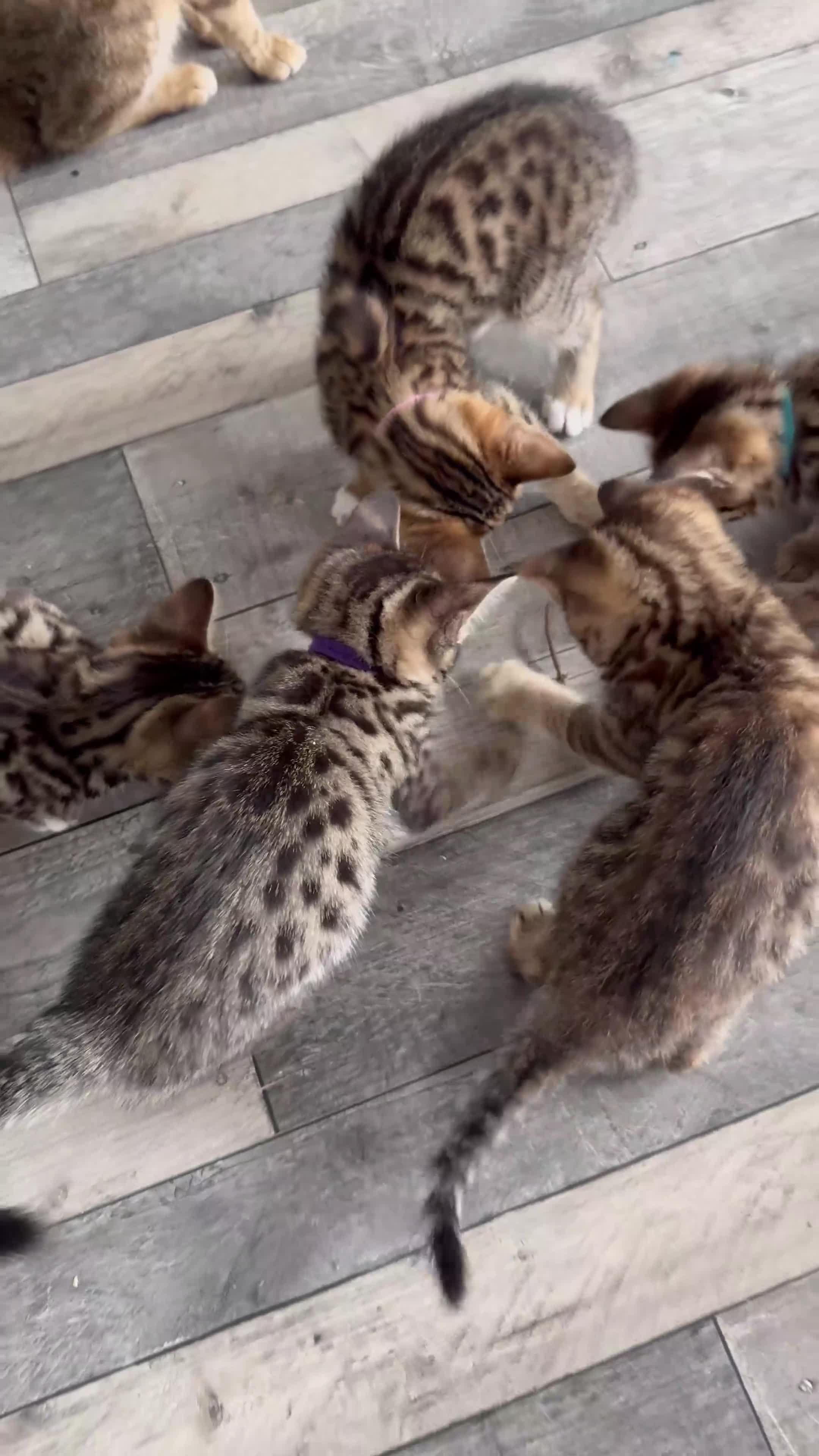 Bengal cats for sale: Bengal-cross kittens  - Video 1