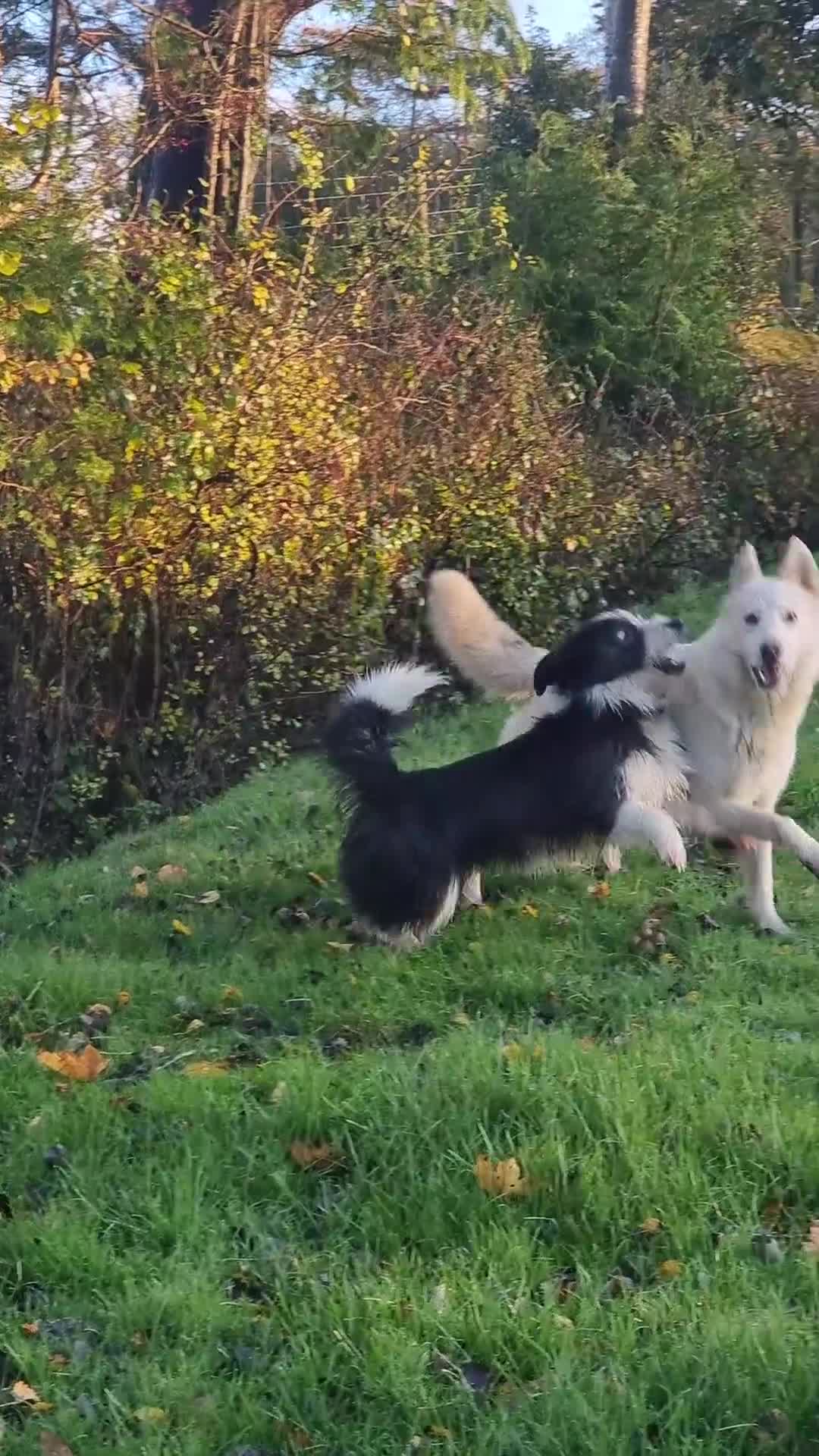 Mixed Breed dogs for sale: Fred looking for  his forever home - Video 1