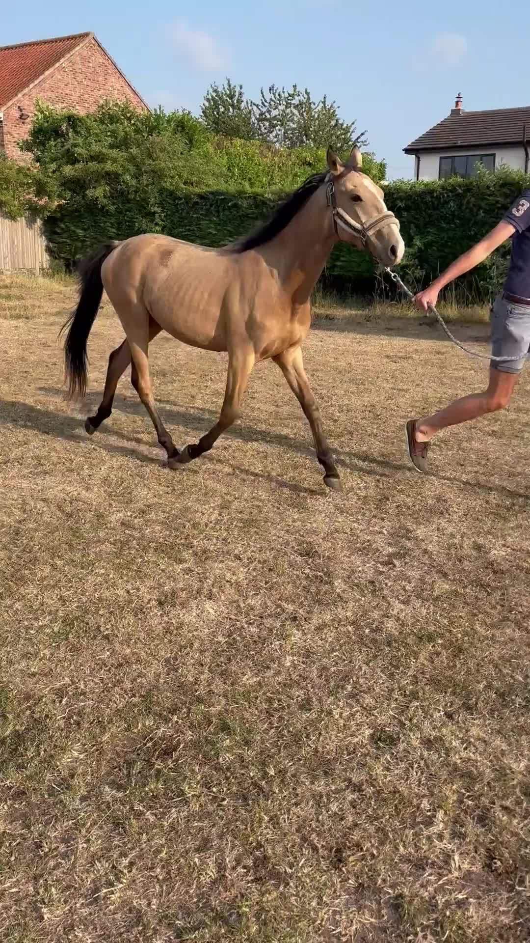 Other Breed horses for sale: 2 year old Dun - Video 1