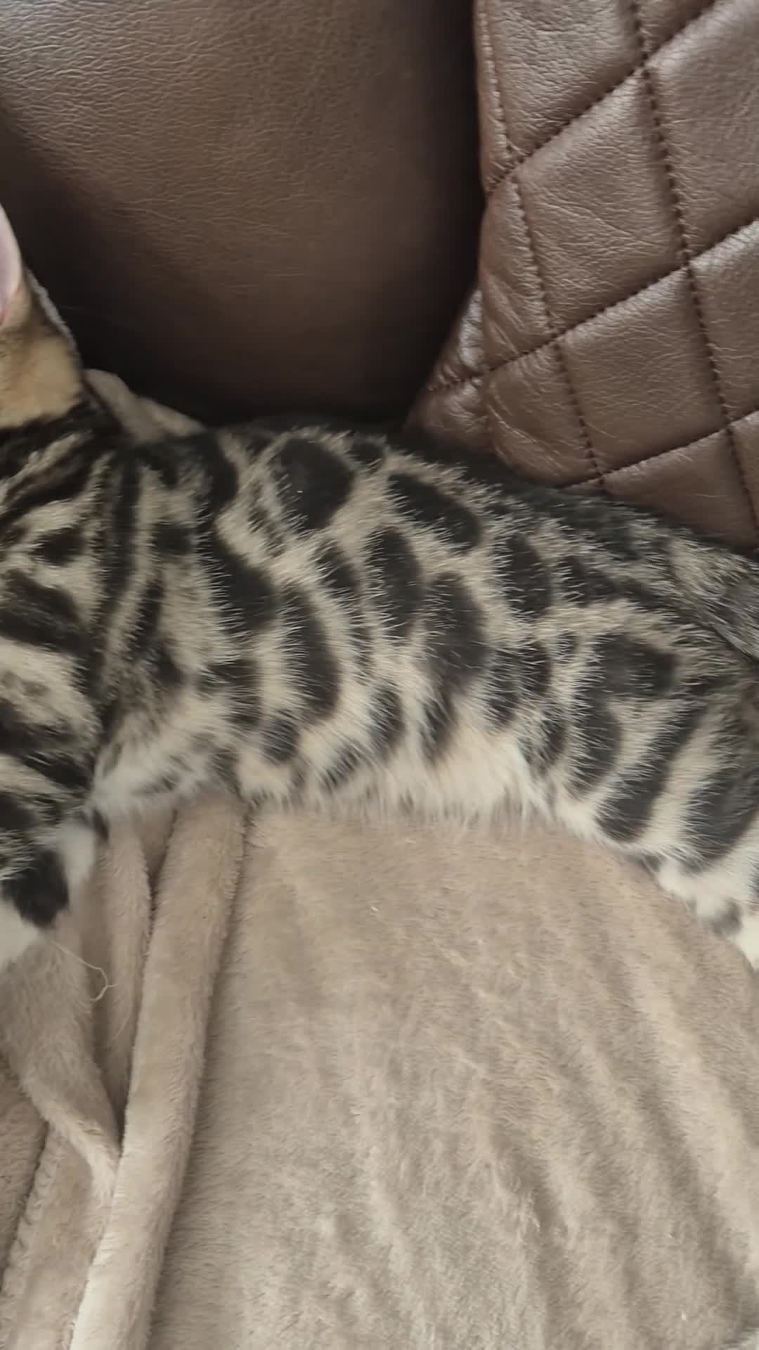 Bengal cats for sale: TICA Registered Bengal Kittens – Ready to Reserve - Video 4