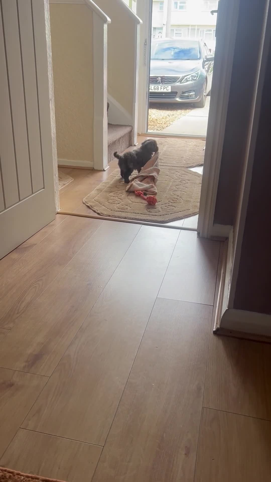 Cavapoo dogs for sale: Cavapoo Merle girl ready for her forever home  - Video 1