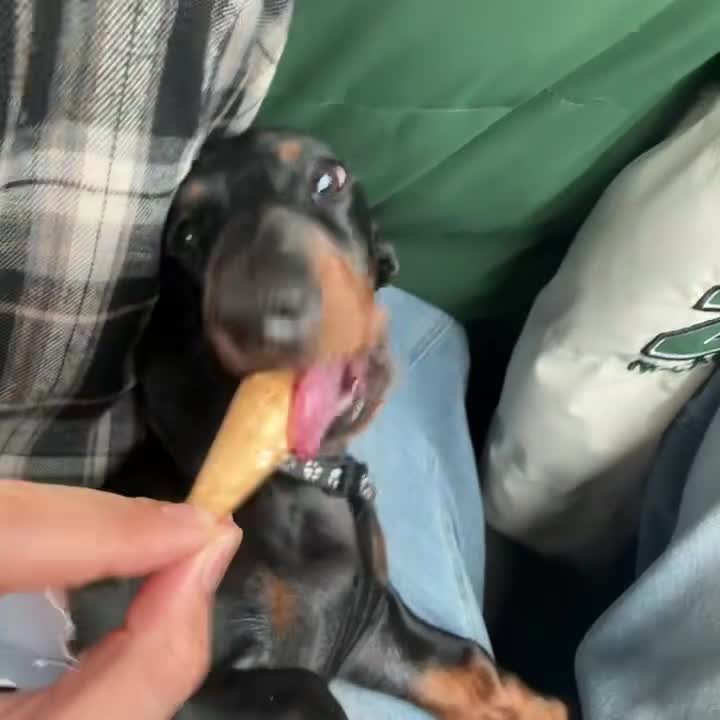 Dachshund dogs for sale: Dachshund 7 months old - Video 2