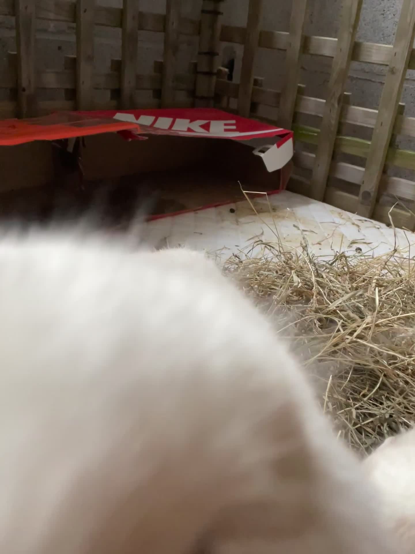 Mini Lop rabbits for sale: Two mini lop rabbits  in Crediton - Video 1