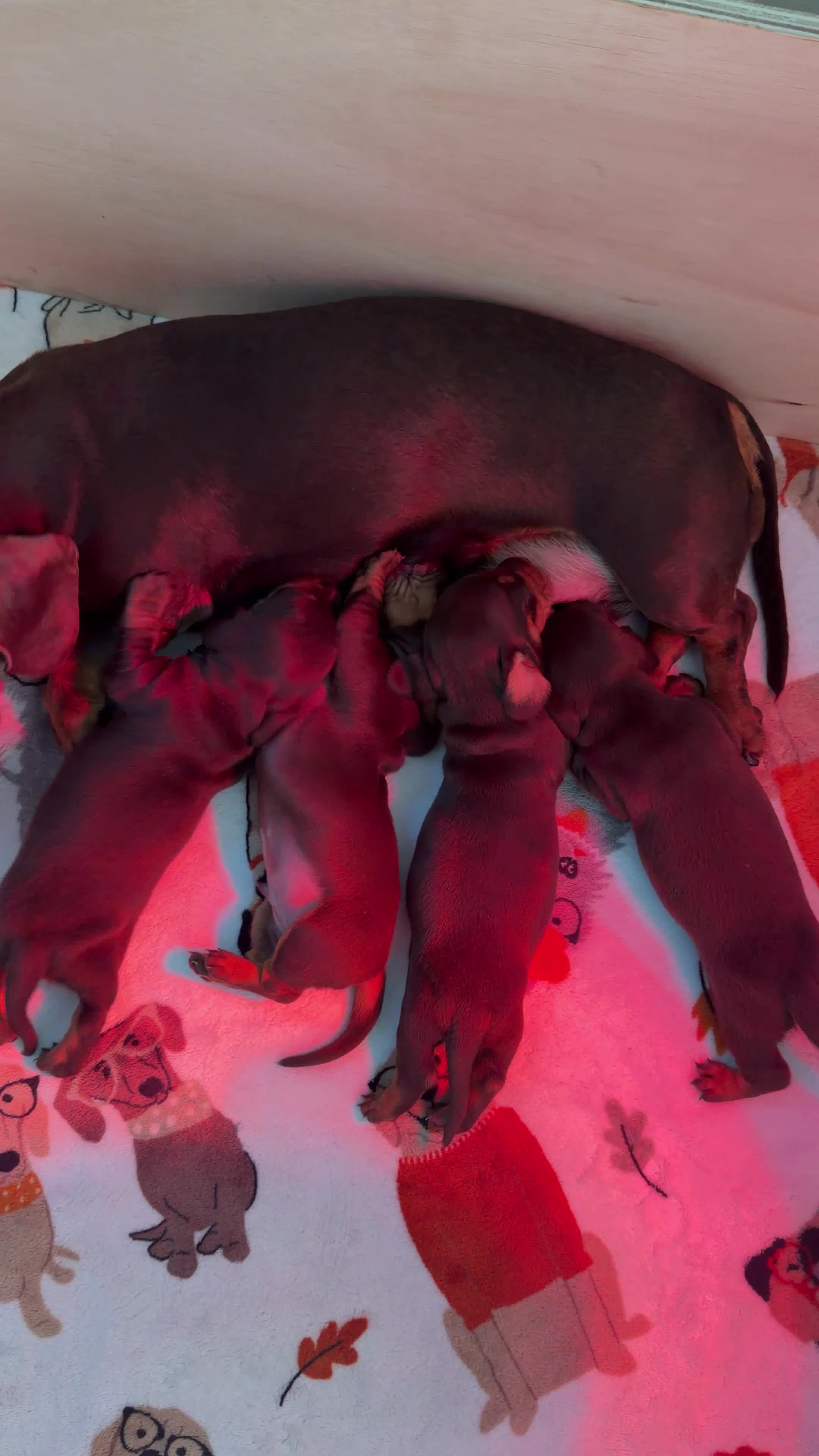 Miniature Dachshund dogs for sale: KC Reg Miniature Chocolate & Tan Dachshunds - Video 1