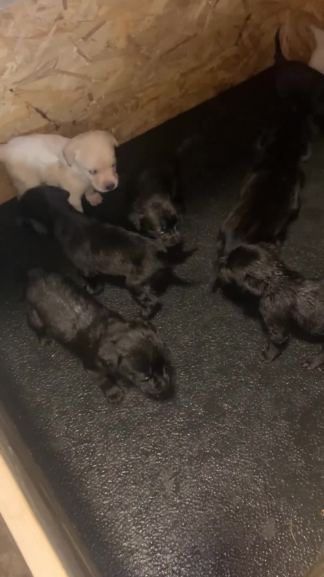 Labrador Retriever dogs for sale: Stunning pedigree labradors - Video 1