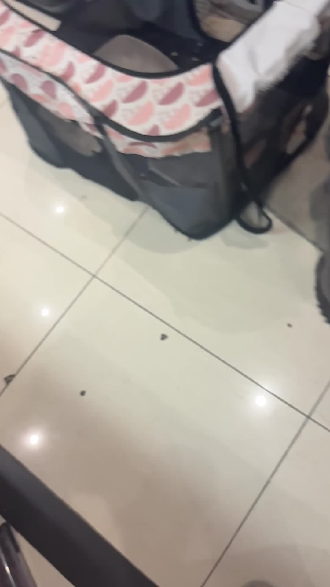 British Shorthair cats for sale: British Shorthair kittens  - Video 4