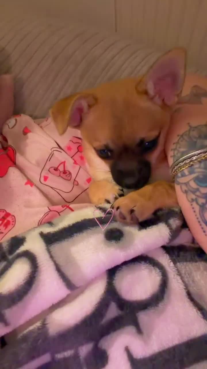 Pomchi dogs for sale: pomchi puppy female  - Video 1