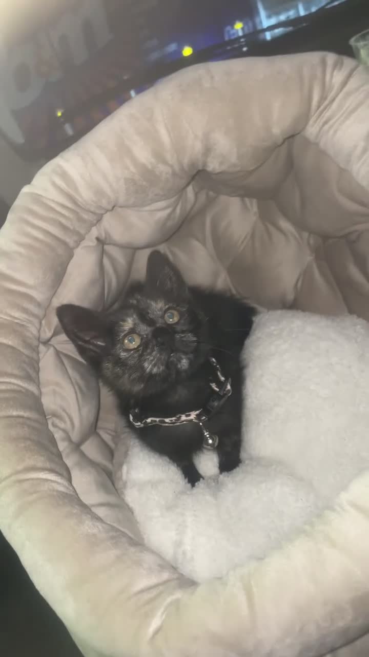 Mixed Breed cats for sale: Mixed breed kitten - Video 2