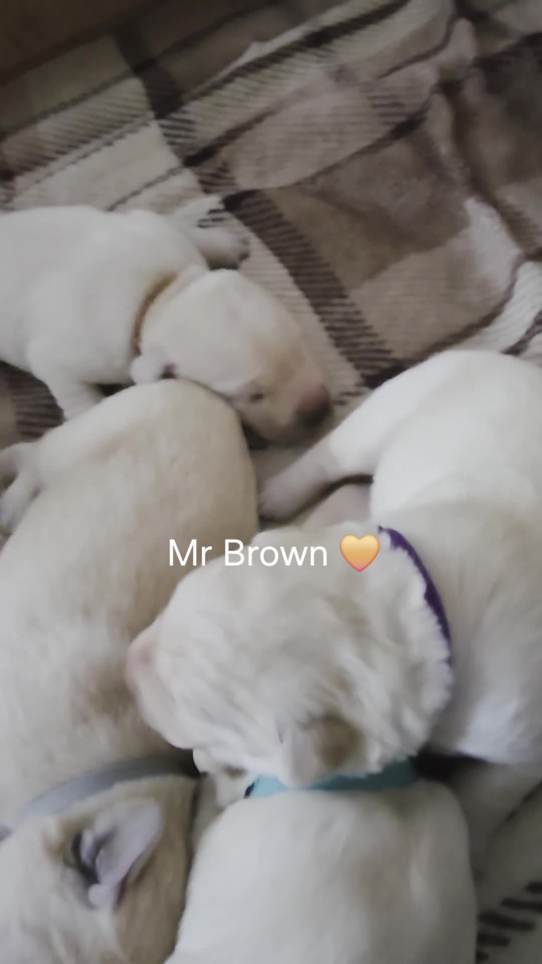 Labrador Retriever dogs for sale: Maggies beautiful pups, only 1 boy left 🤎 - Video 2