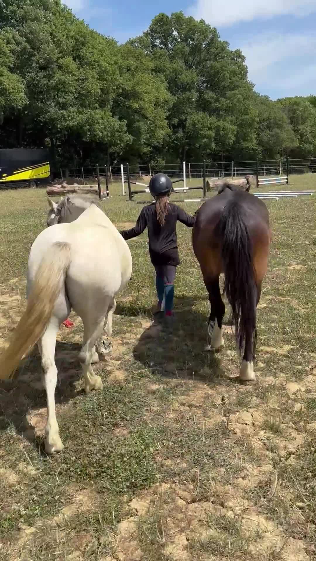 Welsh Section A horses for sale: Beautiful mare for sale  - Video 1
