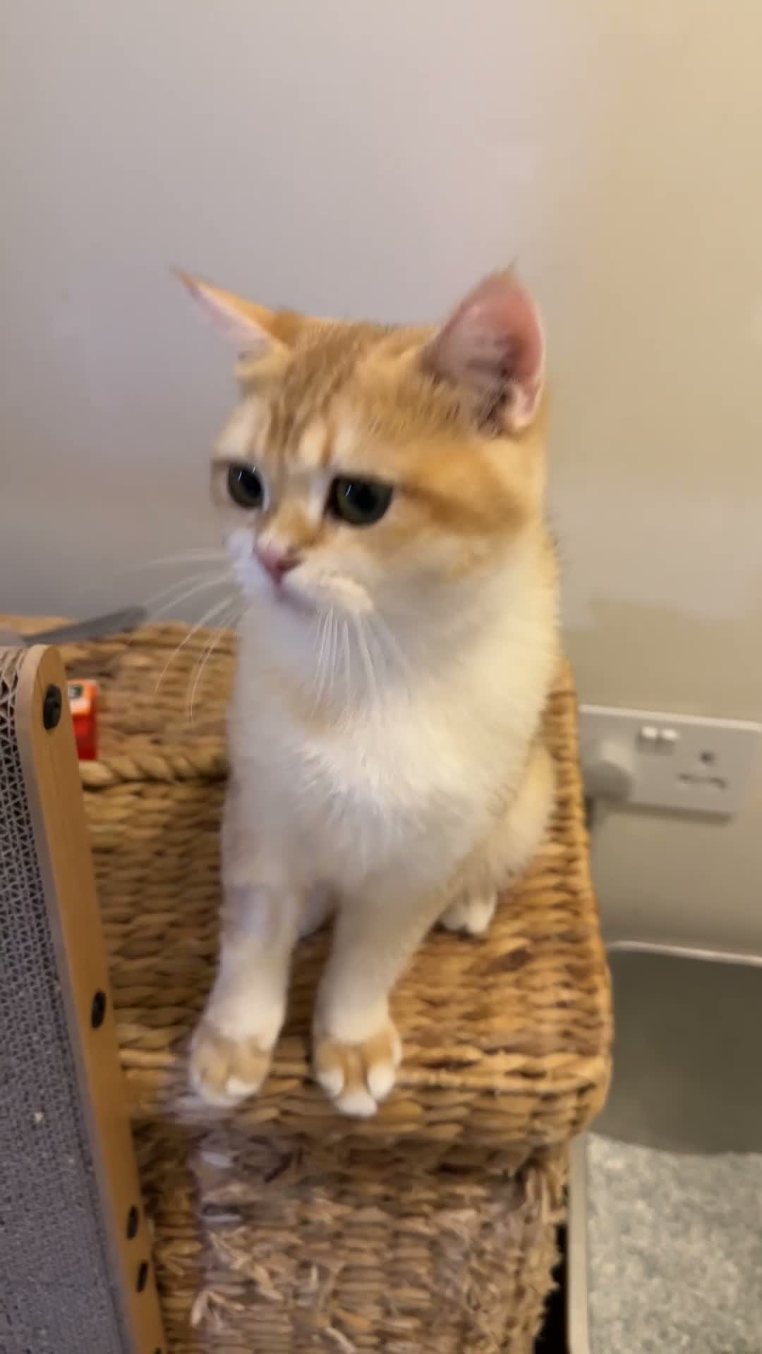 British Shorthair cats for sale: Vlastar Lux Galaxy - Black Golden Chinchilla ny 12 - Video 2