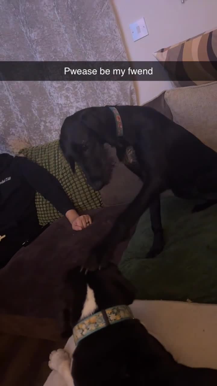 Mixed Breed dogs for sale: Female German Wirehaired Sprointer (11 Months) - Video 1