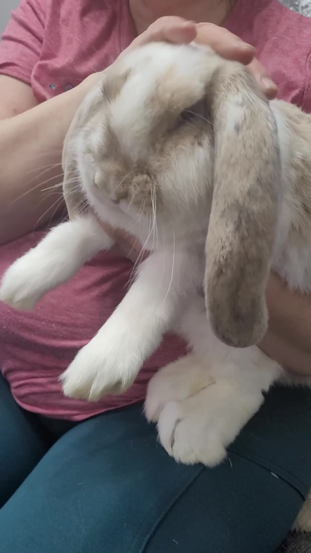 French Lop rabbits for sale: Pure Bred French Lop babies - Video 1